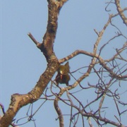 Fall off One's Perch