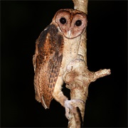 Minahassa Masked-Owl (Tyto Inexspectata)