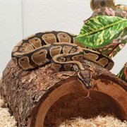 Have a Pet Snake