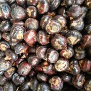 Chinese Water Chestnut (Eleocharis Dulcis)