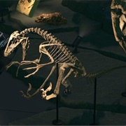 Deinony Tail