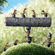 For Every Human on Earth There Are 1.6 Million Ants
