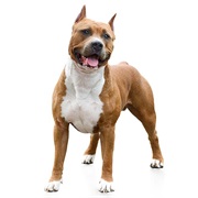 American Staffordshire Terrier