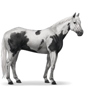 Paint Horse - Black Tovero