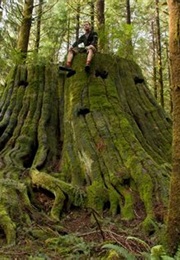 The Ancient Forests (2003)