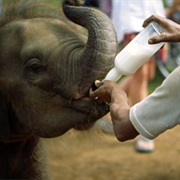 Pinnawela Elephant Orphanage, Pinnawela