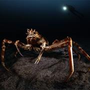 Giant Spider Crab