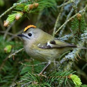 Goldcrest (Luxembourg)