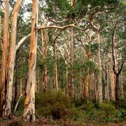 Greater Dordagup National Park (WA)