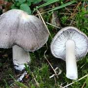Grey Knight (Tricholoma Terreum)