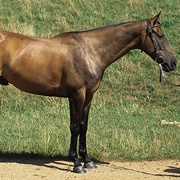 Australian Stock Horse