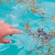 Caja De Muertos, Puerto Rico