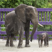 African Elephants - Disney Animals