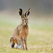 Hispid Hare