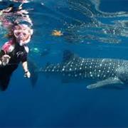 Swim With Whale Sharks at Ningaloo Reef, Western Australia.