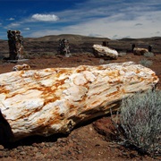 Gingko Petrified Forest State Park, Washington
