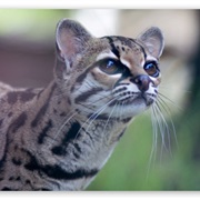 Pantanal Cat