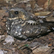 Eastern Whip-Poor-Will