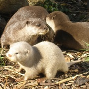 Otter