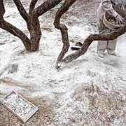 Mastic Cultivation on the Island of Chios, Greece