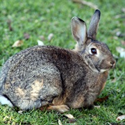Central African Rabbit