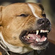 A Dog Attacks You