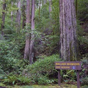 Mailliard Redwoods State Natural Reserve, California