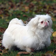 Pekingese
