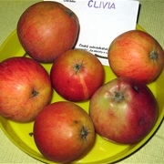 Clivia Apple