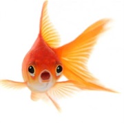 Goldfish Have a Memory Span of Just a Few Seconds
