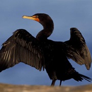 Double-Crested Cormorant