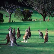 Kangaroo Valley