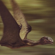 Anurognathus