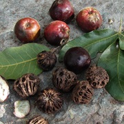 Burdekin Plum (Pleiogynium Timoriense)