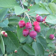 Juneberry