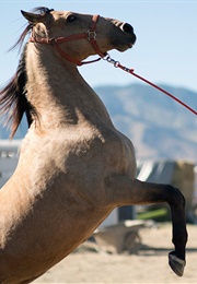 Two Uncredited Andalusians and One Untrained Mustang as Marquis (The Mustang) (2019)