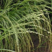 Teff (Eragrostis Tef)