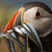 Pembrokeshire Coast National Park, Wales