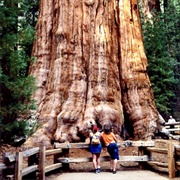 Sequoia National Park, USA