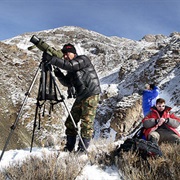 Searching for Snow Leopards in Ladakh