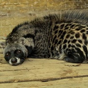 African Civet