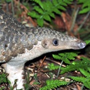 Sunda Pangolin