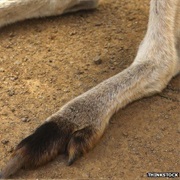 Kangaroo Foot