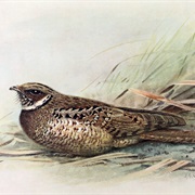 Jamaican Poorwill (Possibly Extinct)