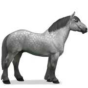 Percheron