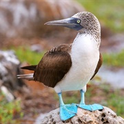 Booby