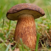Bay Bolete (Imleria Badia)