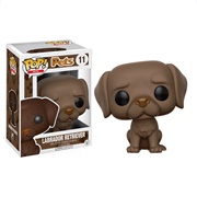 Labrador Retriever Brown