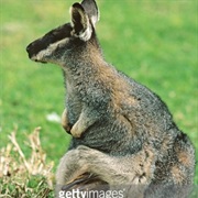 Western Brush Wallaby