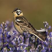 Smith's Longspur